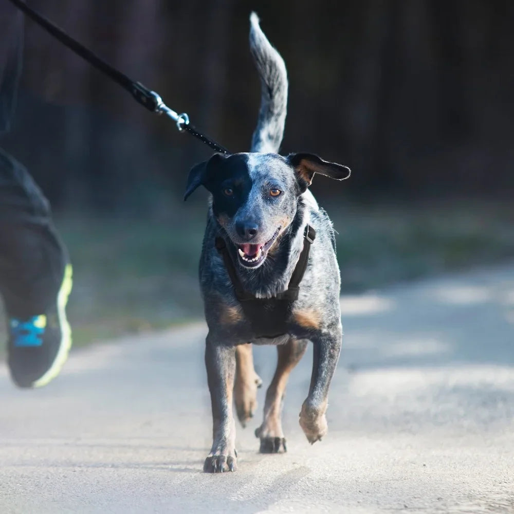 LuxePawe Reflective No-Pull Dog Harness with Pouch – Lightweight Step-In Mesh